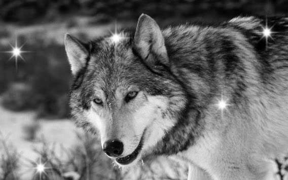 Wolves Voices live wallpaper screenshot 3
