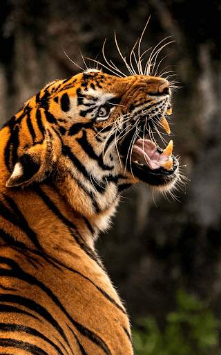 Tiger Live wallpaper screenshot 15