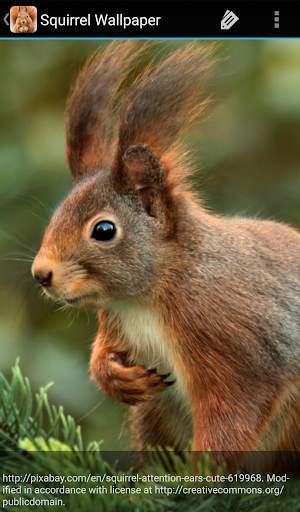 Squirrel Wallpaper screenshot 6