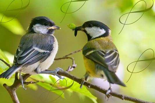 Birds Live Wallpaper स्क्रीनशॉट 1