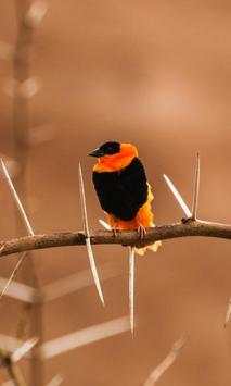 Cute Birds Wallpaper स्क्रीनशॉट 2