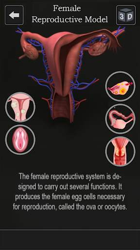 Female Anatomy 3D -Female Organs, Bones & Skeleton screenshot 2