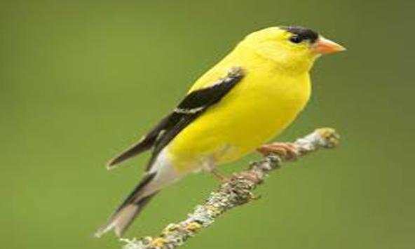 American Goldfinch Bird Songs screenshot 2