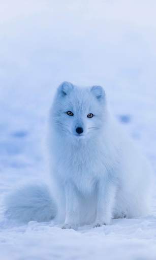 Winter Wallpapers HD (backgrounds & themes) screenshot 3