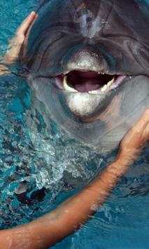 Dolphin Jigsaw Puzzles Game screenshot 2