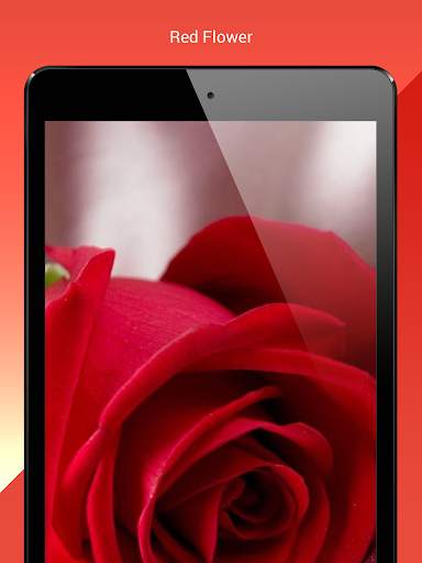My Flowers Colors HD WALLPAPER screenshot 12