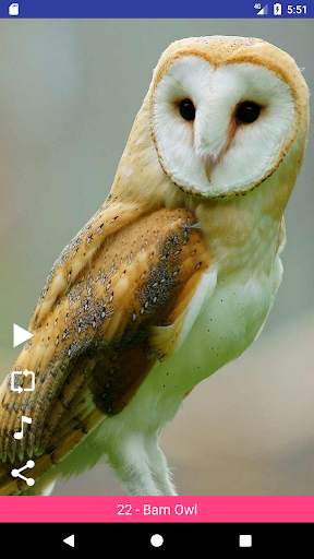 Bird Sounds स्क्रीनशॉट 5