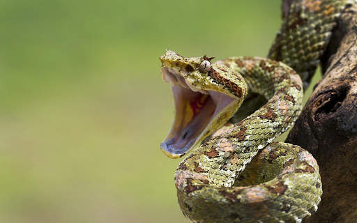 Snake Live Wallpaper screenshot 10