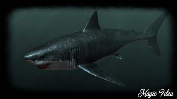 Megalodon Wallpaper screenshot 3