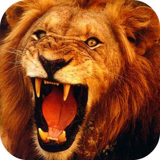 Lion 3D Live Wallpaper 2.0