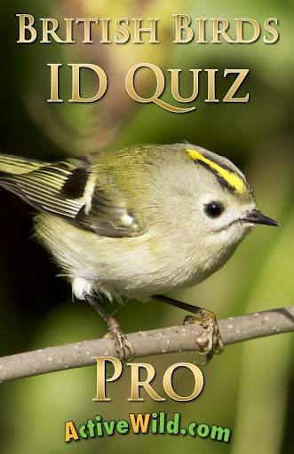 British Birds ID Quiz Pro screenshot 17