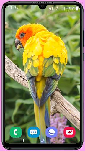 Parrots Wallpaper Best HD screenshot 2