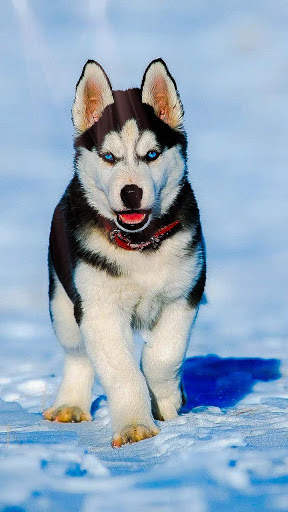 🐕 Husky Wallpapers – Cute Dog Wallpaper screenshot 5