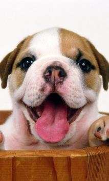 Bulldog Wallpapers screenshot 2