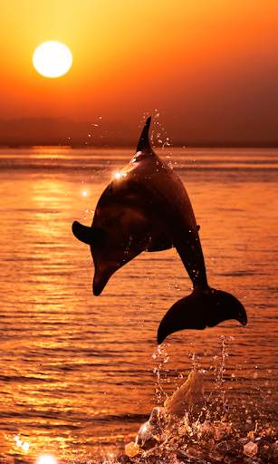Dolphin Wallpapers HD (backgrounds & themes) screenshot 2