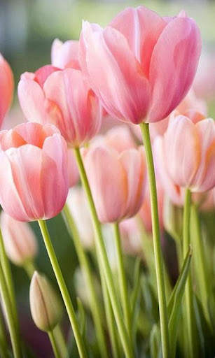 HD Pink Tulips Live Wallpaper screenshot 9