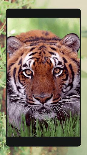 Ferocious beast Animal  Wallpaper скриншот 4