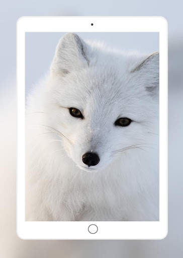 Fox Wallpaper HD 11 تصوير الشاشة
