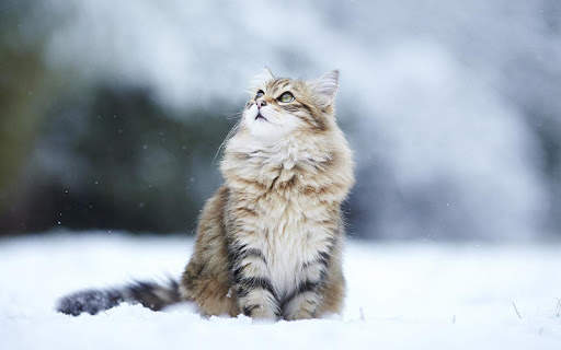 Snow Cats Live Wallpaper screenshot 9