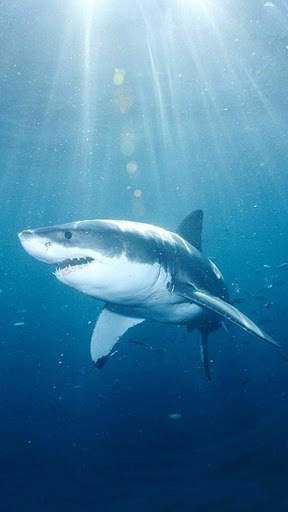 Shark Wallpapers स्क्रीनशॉट 3