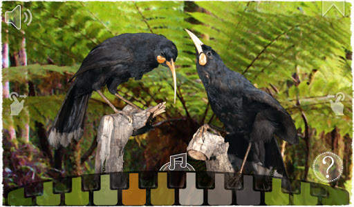 12 Huia Birds screenshot 10