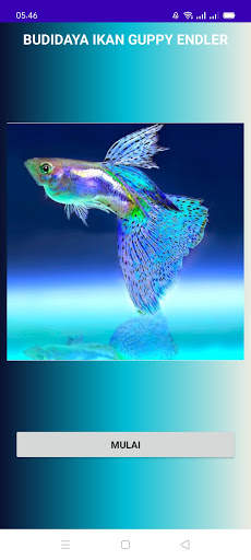 Budidaya ikan hias Guppy Endler screenshot 1