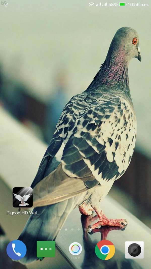 Pigeon HD Wallpaper screenshot 14