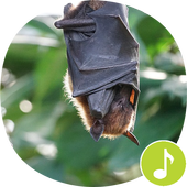 Bat Sounds Ringtones icon