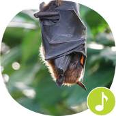 Bat Sounds Ringtones 1.0