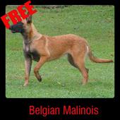 Belgian Malinois أيقونة