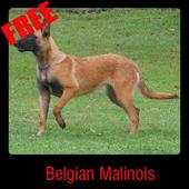 Belgian Malinois 1.0