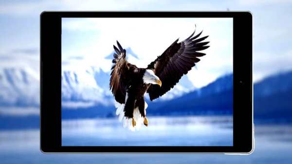 Eagle Wallpaper HD screenshot 9