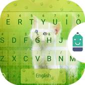 Cute Cat 4.5