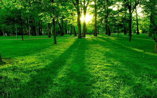Green Nature HD Wallpaper screenshot 5