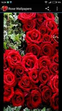 Rose Wallpapers 4 تصوير الشاشة