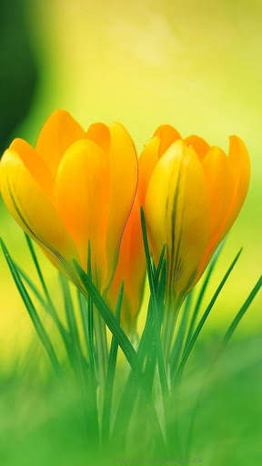 3D Flower Wallpaper screenshot 15