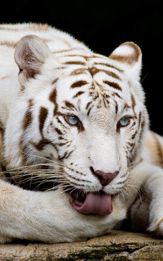 Tiger Wallpapers | hd backgrounds screenshot 10