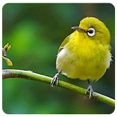 Birds Song Cicikacamata иконка