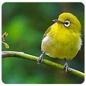 Birds Song Cicikacamata 1.0