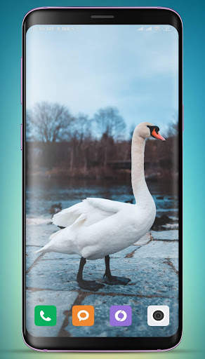 Swan Wallpaper screenshot 6
