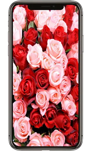 Red Rose Flower Lock Screen, Red Rose wallpapers स्क्रीनशॉट 3