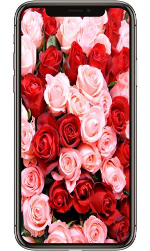 Red Rose Flower Lock Screen, Red Rose wallpapers screenshot 3