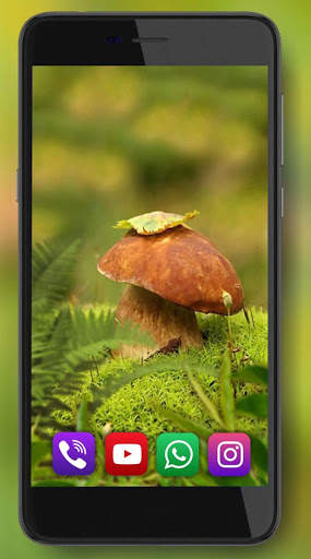 Mushrooms Forest Live Wallpaper screenshot 7