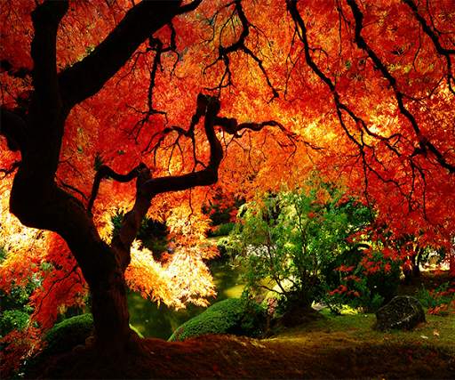 Autumn Live Wallpaper screenshot 4