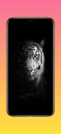 Lion Wallpapers, Cheetah Wallpapers & Panther Wall screenshot 7