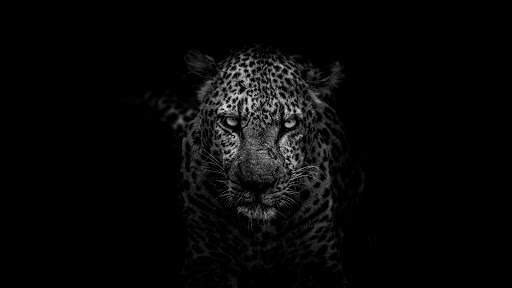Leopard Live Wallpaper (Wallpapers & Backgrounds) 4 تصوير الشاشة