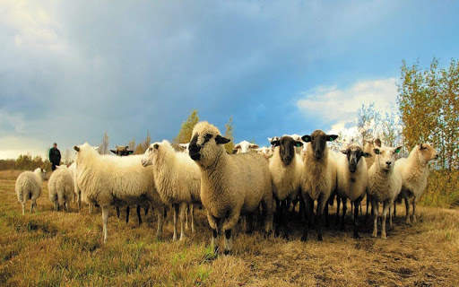 Cute Sheep - Funny Wallpapers screenshot 1