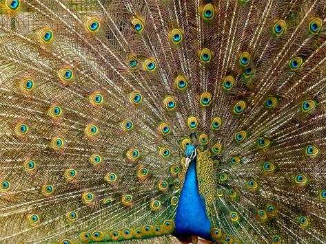Bird Live Wallpaper screenshot 3