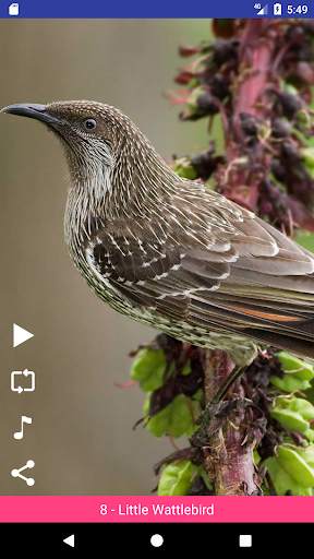 Bird Sounds स्क्रीनशॉट 7