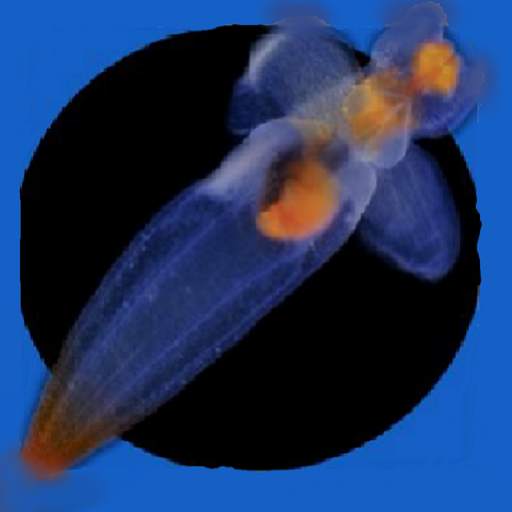 Svalbard Zooplankton Identification App 1.0